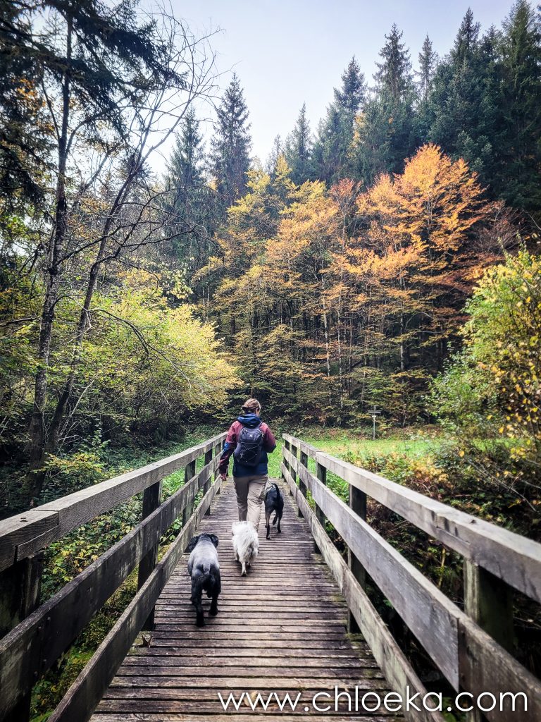 dans la forêt bannie