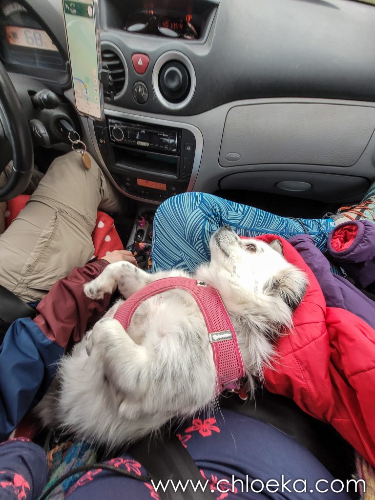 Rosa qui refuse d'aller à l'arrière dans la voiture et veut que je la caresse !