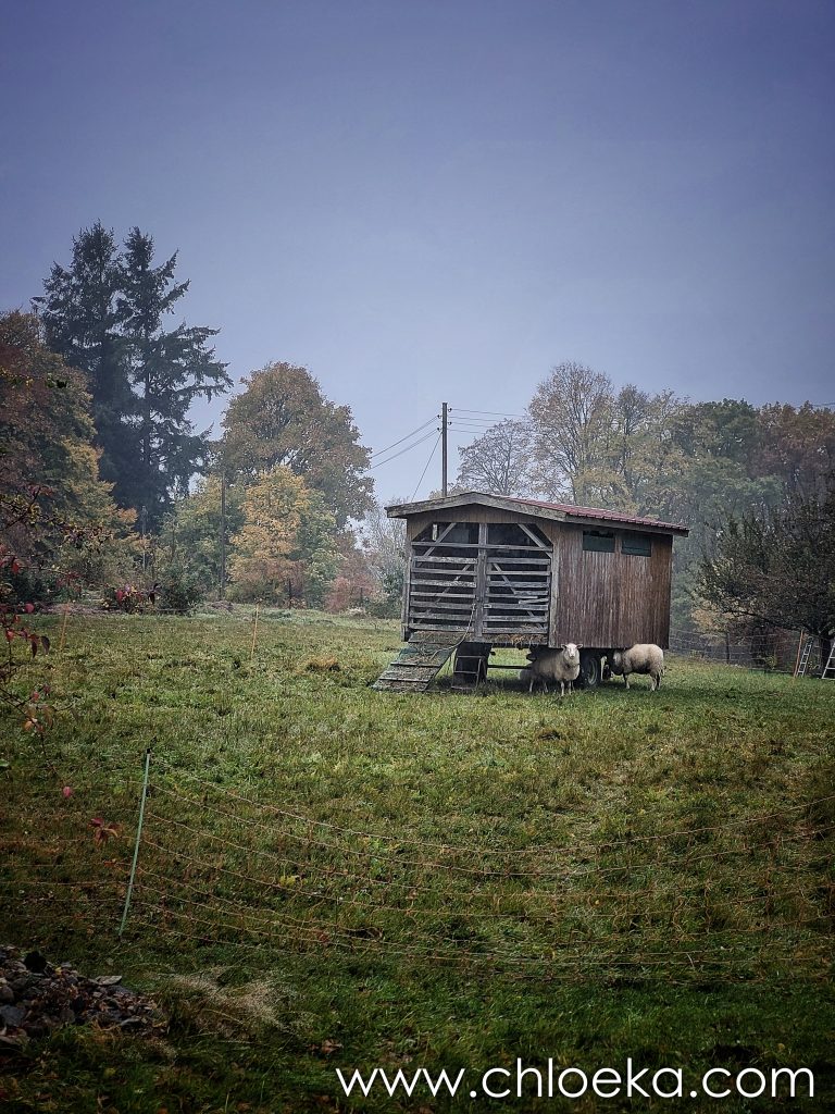 Moutons esseulés dans la pluie et le froid