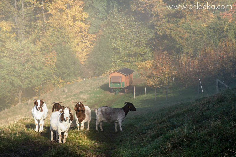 chloeka- Randonnée à Sasbachwalden en Forêt Noire- octobre 2015-13