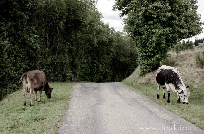 chloeka-rando au Brezouard Aout 2015- Mmes Vaches échappées de leur champ