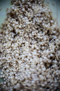 Quinoa germé